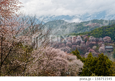吉野の桜 138751545
