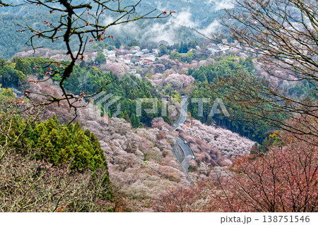 吉野の桜 138751546