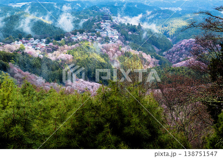 吉野の桜 吉野の桜 138751547