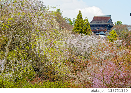 吉野の桜 138751550