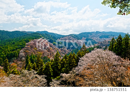 吉野の桜 吉野の桜 138751551