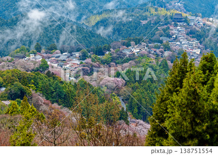 吉野の桜 138751554