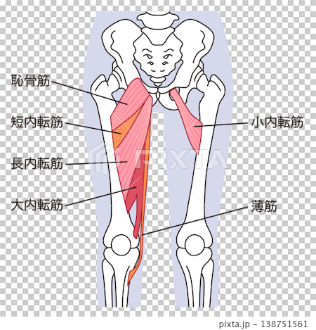 Adductor muscles (thigh muscles) 138751561