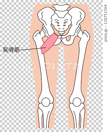 恥骨肌、內收肌、大腿肌 138751564