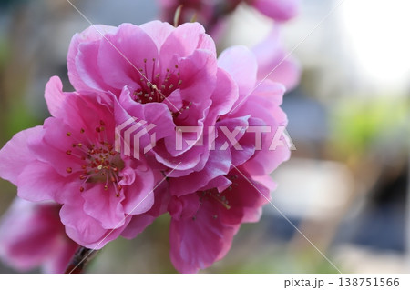 春の庭に咲くピンク色のハナモモ（矢口桃）の花 138751566