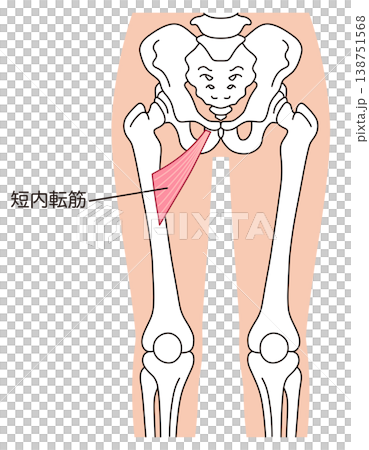 Adductor brevis muscle; adductor muscle group; thigh muscle Adductor brevis muscle; adductor muscle group; thigh muscle 138751568