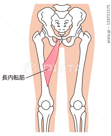 長内転筋　内転筋群の筋肉　太ももの筋肉 138751575