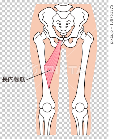 長内転筋　内転筋群の筋肉　太ももの筋肉 138751575