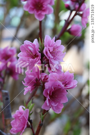 春の庭に咲くピンク色で八重咲きのハナモモ（矢口桃）の花 138751619