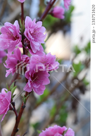 春の庭に咲くピンク色で八重咲きのハナモモ(矢口桃)の花 春の庭に咲くピンク色で八重咲きのハナモモ(矢口桃)の花 138751620