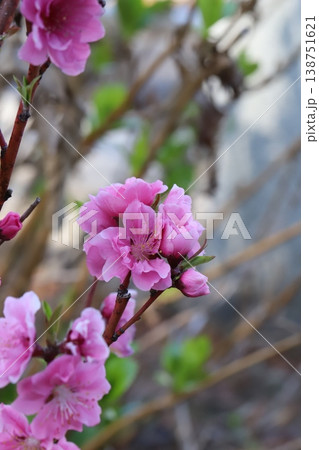春の庭に咲くピンク色で八重咲きのハナモモ(矢口桃)の花 春の庭に咲くピンク色で八重咲きのハナモモ(矢口桃)の花 138751621