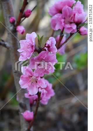 春の庭に咲くピンク色で八重咲きのハナモモ(矢口桃)の花 春の庭に咲くピンク色で八重咲きのハナモモ(矢口桃)の花 138751622