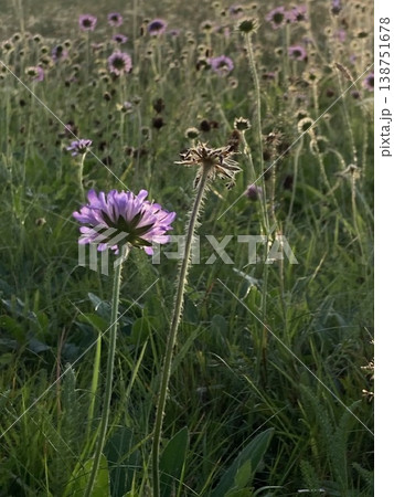 Bright wild flowers in the field of nature. Wildflower meadow in the summer time in rocky mountains. In Hesse, Germany. Bright wild flowers in the field of nature. Wildflower meadow in the summer time in rocky mountains. In Hesse, Germany. 138751678