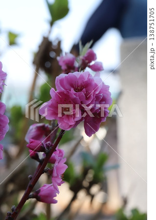 春の庭に咲くピンク色で八重咲きのハナモモ（矢口桃）の花 138751705