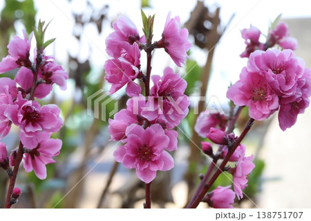 春の庭に咲くピンク色で八重咲きのハナモモ（矢口桃）の花 138751707