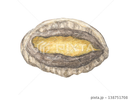 殻付きアワビ　水彩色鉛筆イラスト 138751708