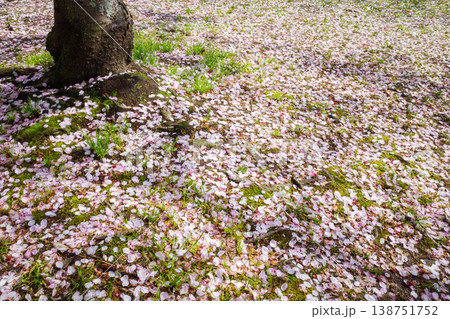 桜咲く頃,花散らしの雨の翌朝の風景(その2) 桜咲く頃,花散らしの雨の翌朝の風景(その2) 138751752