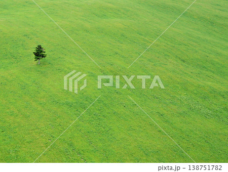 北海道の牧草地の1本杉 北海道の牧草地の1本杉 138751782