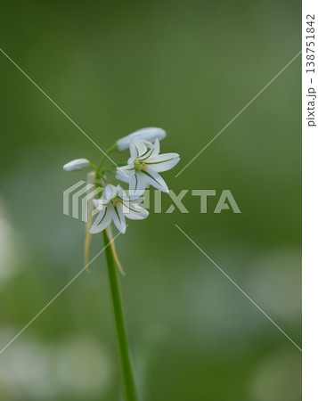 小さくて白いアリウム・トリケトラムの花 138751842