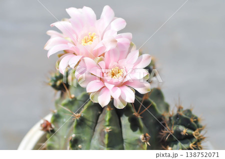 Gymnocalycium ,Gymnocalycium mihanovichii or gymnocalycium mihanovichii variegated with flower or cactus flower or pink flower 138752071