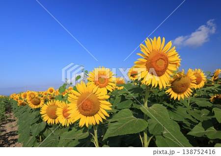 ひまわり4299 138752416
