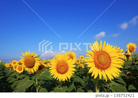ひまわり4309 ひまわり4309 138752421