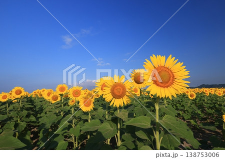 ひまわり4202 138753006