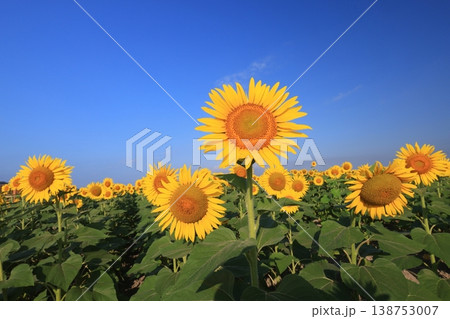 ひまわり4207 138753007