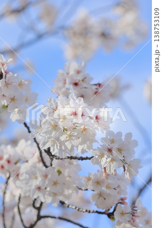 満開の桜 満開の桜 138753109