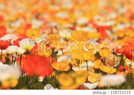 アイスランドポピー2050 138753133