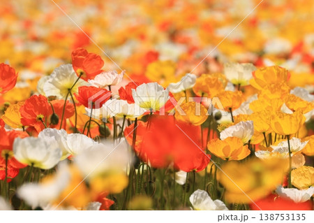 アイスランドポピー2052 138753135