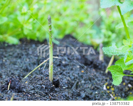 畑で力強く成長する春の味覚、収穫前のアスパラガス 138753382