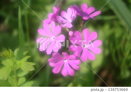ピンク色の桜草の花 ピンク色の桜草の花 138753669