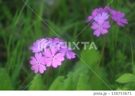 可憐なピンクのサクラソウの花 138753671