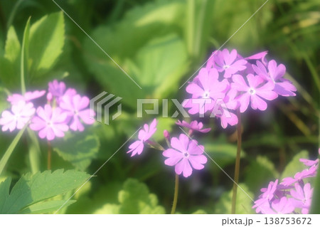 可憐なサクラソウの花 可憐なサクラソウの花 138753672
