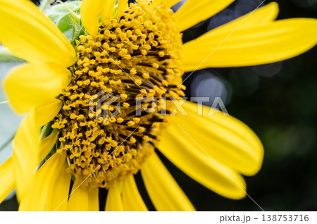 ひまわり ひまわり 138753716