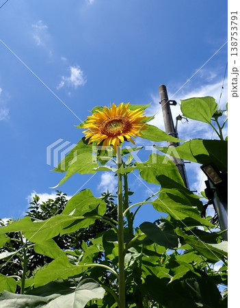 ヒマワリ　ザ夏 138753791