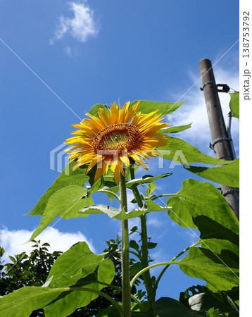ヒマワリ　ザ夏 138753792