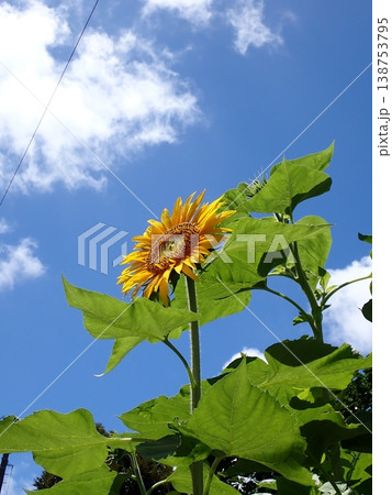 ヒマワリ　ザ夏 138753795