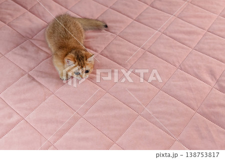 British breed kitten on a pink background. British breed kitten on a pink background. 138753817
