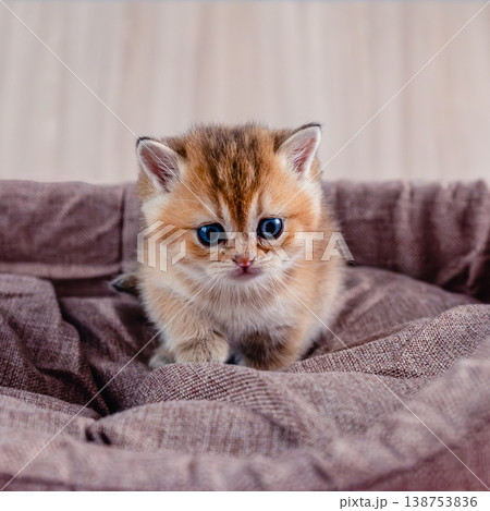 British breed golden chinchilla kitten. British breed golden chinchilla kitten. 138753836