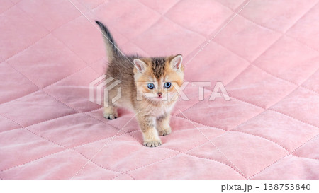 British breed golden chinchilla kitten. British breed golden chinchilla kitten. 138753840