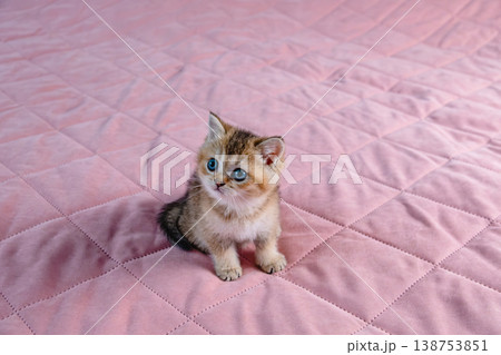 British breed kitten on a pink background. 138753851