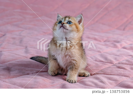 British breed kitten on a pink background. 138753856