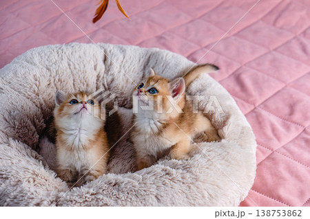 A group of kittens of the British breed in a cat bed. 138753862
