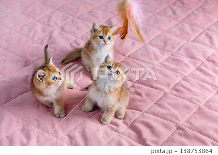 A group of kittens play with a toy. A group of kittens play with a toy. 138753864