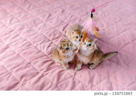 A group of kittens play with a toy. 138753865