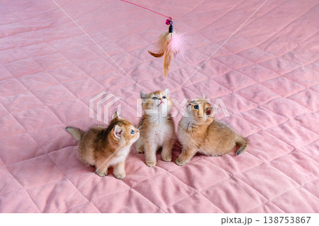 A group of kittens play with a toy. 138753867