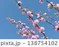 青空に映えるピンクの八重桜のクローズアップ 春の花背景 138754102