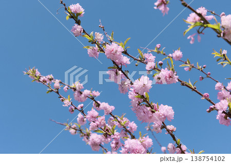 青空に映えるピンクの八重桜のクローズアップ 春の花背景 138754102